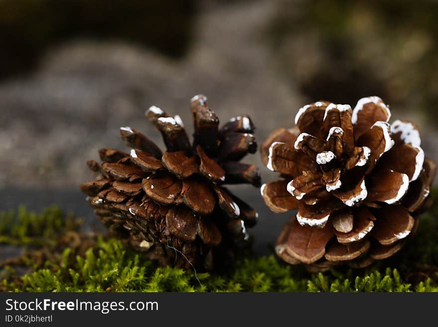 Fungus, Edible Mushroom, Pine Family, Mushroom