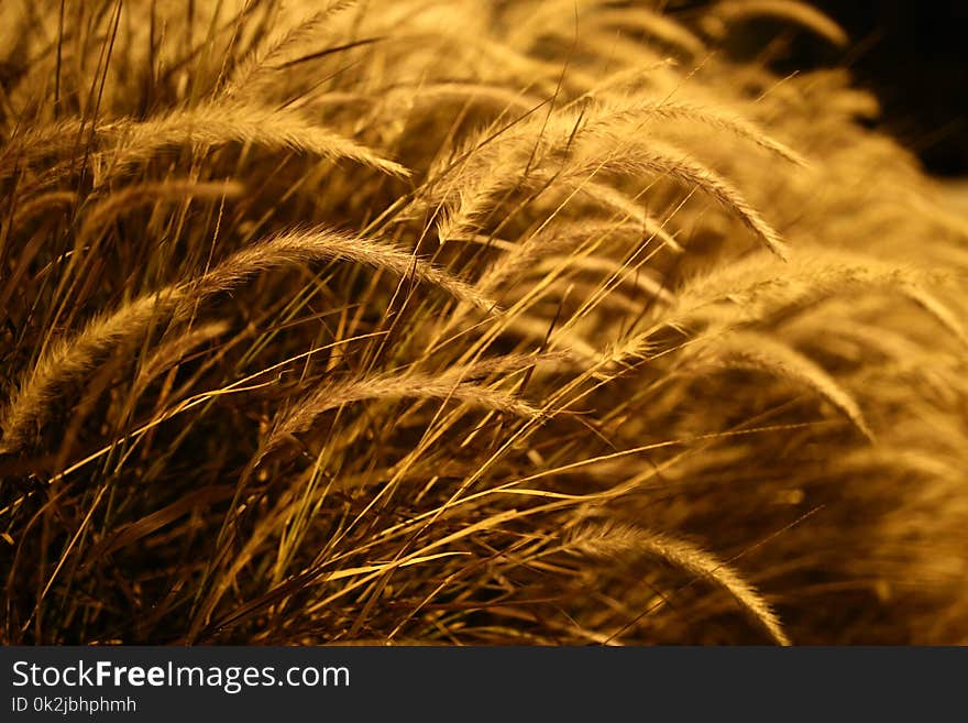 Close Up, Grass Family, Macro Photography, Grain