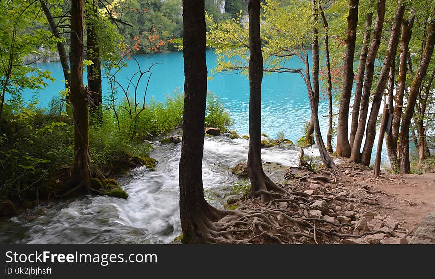 Nature Reserve, Water, Tree, Water Resources