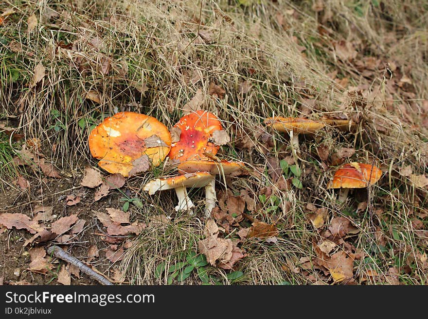 Fungus, Ecosystem, Mushroom, Bolete