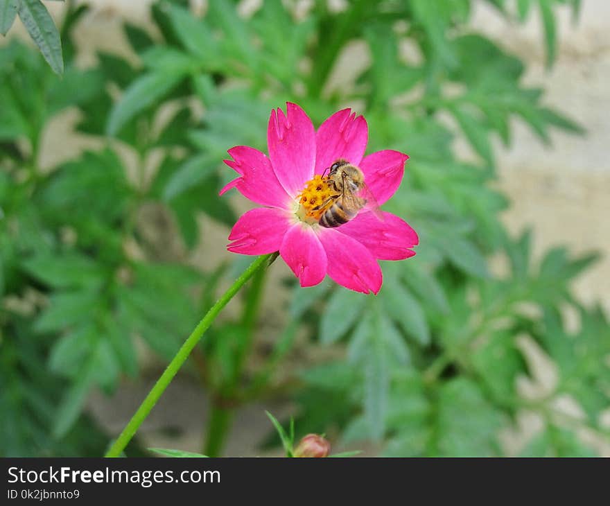 Flower, Flora, Garden Cosmos, Nectar