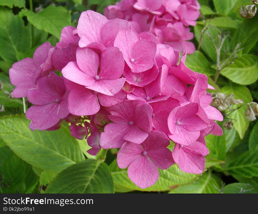 Flower, Plant, Pink, Hydrangea