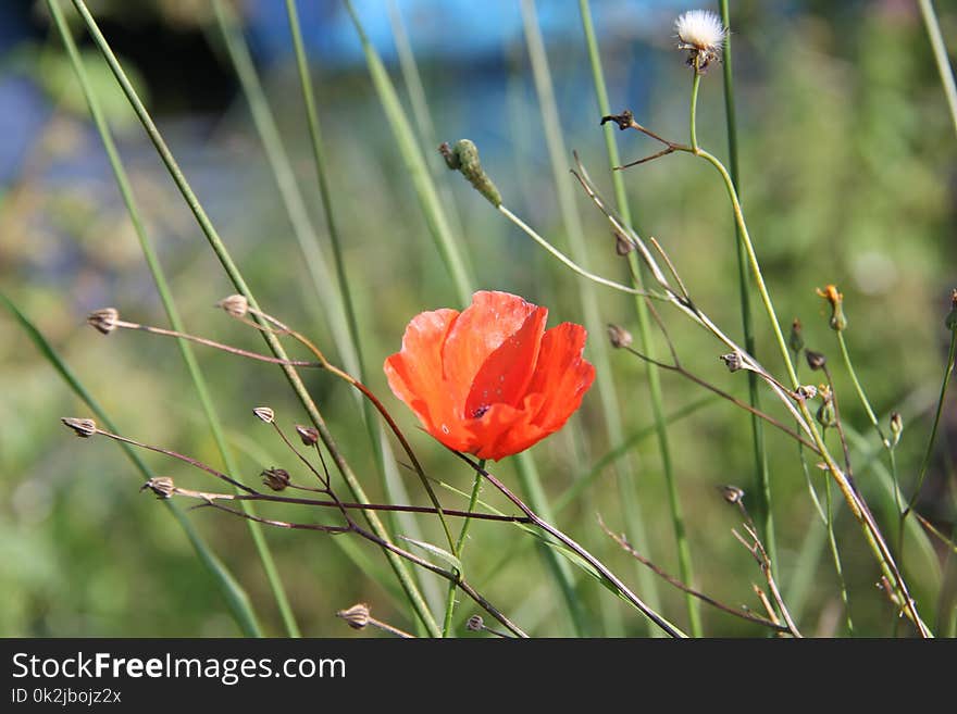 Flower, Wildflower, Plant, Vegetation