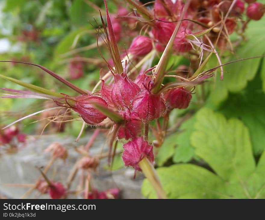 Plant, Flower, Flora, Flowering Plant