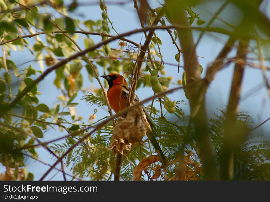 Bird, Fauna, Ecosystem, Beak