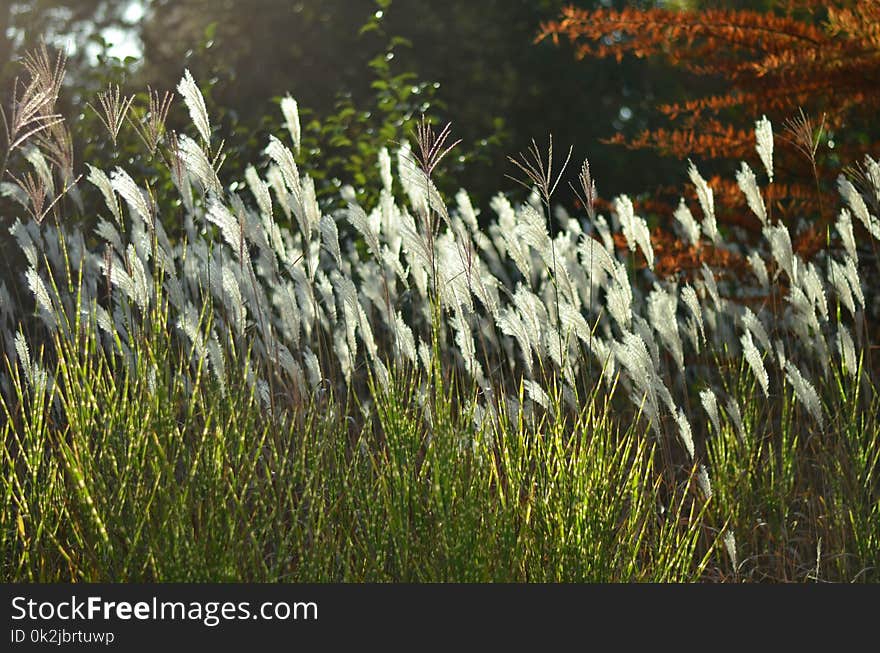 Grass, Grass Family, Vegetation, Plant