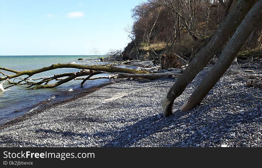 Shore, Water, Tree, Sea