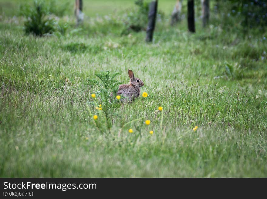 Wildlife, Ecosystem, Fauna, Mammal