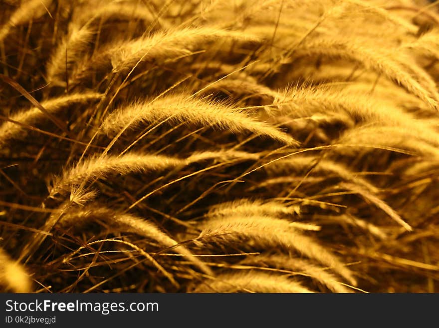 Close Up, Grass Family, Grain, Grass