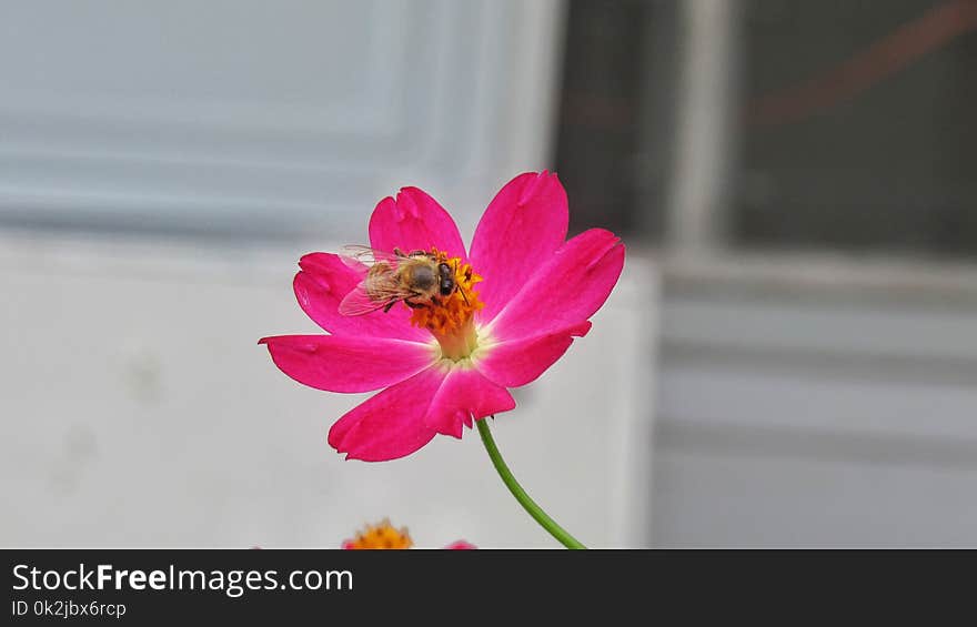 Flower, Flora, Flowering Plant, Petal