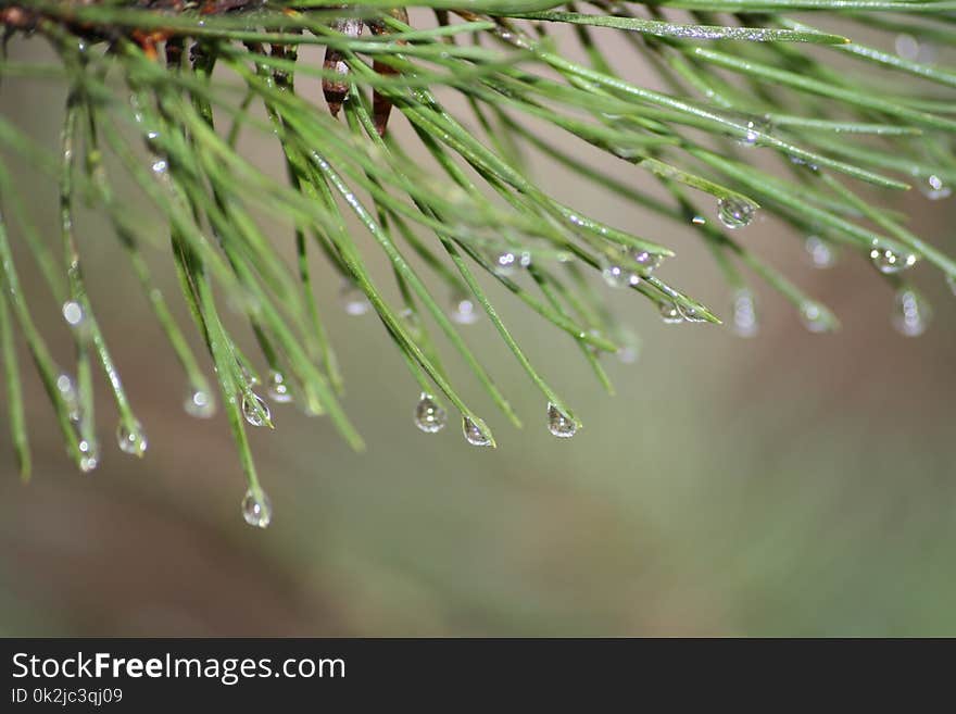 Water, Dew, Drop, Pine Family