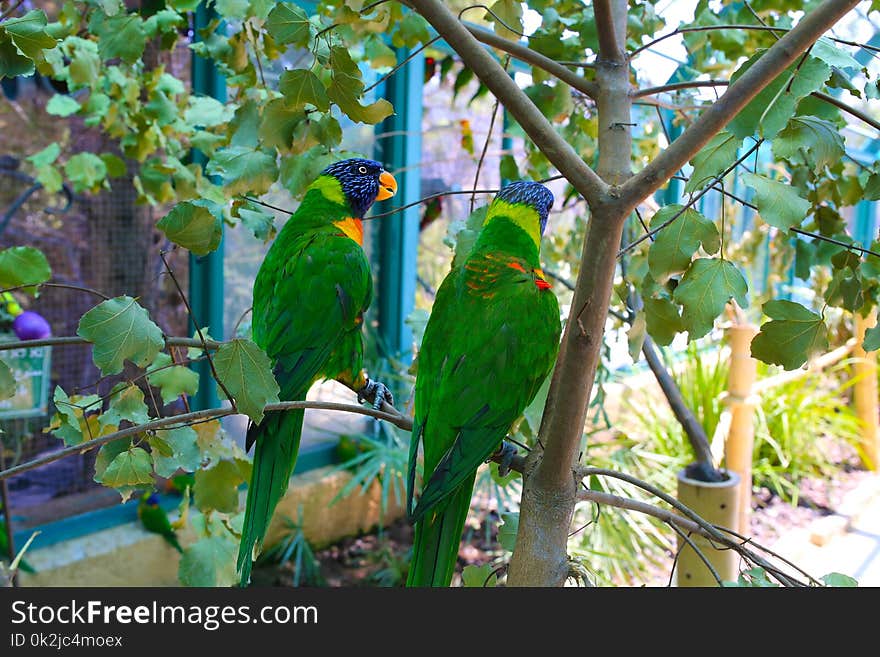 Bird, Parrot, Fauna, Macaw