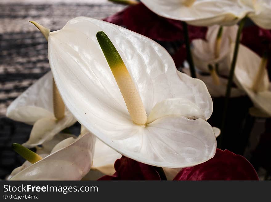 Flower, White, Flora, Petal