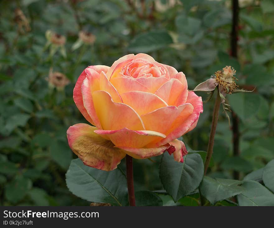 Rose, Flower, Rose Family, Garden Roses