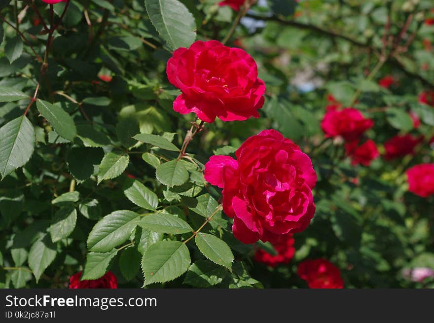 Rose, Flower, Rose Family, Plant