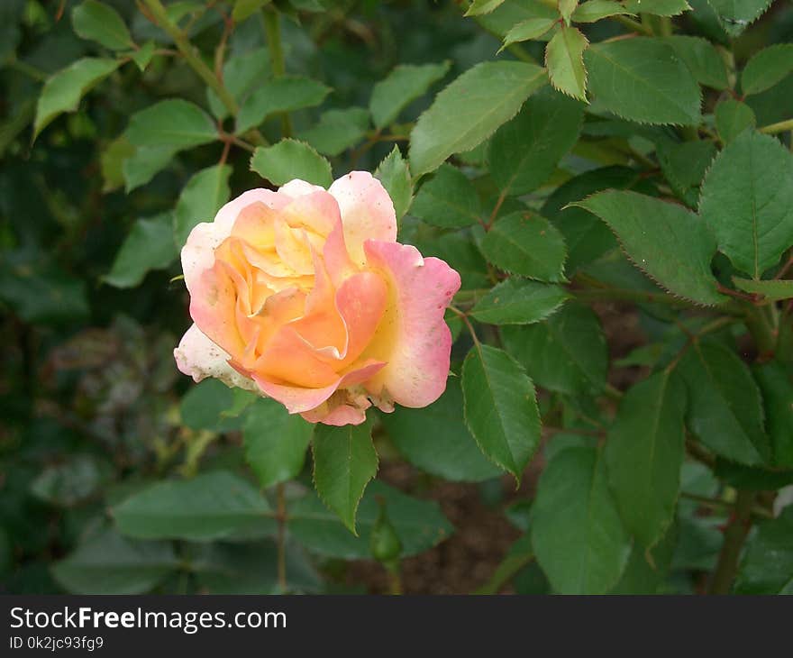 Rose Family, Flower, Rose, Plant