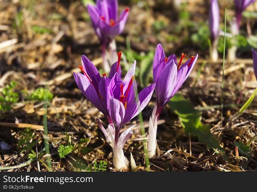 Plant, Flower, Crocus, Flowering Plant