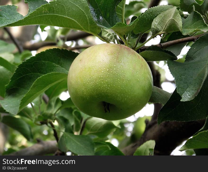 Fruit Tree, Fruit, Apple, Pear