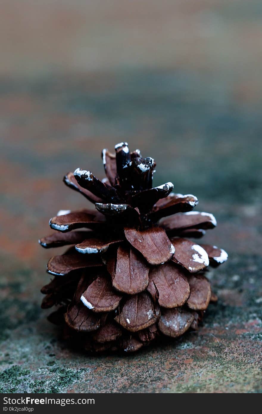 Tree, Material, Pine Family, Pine