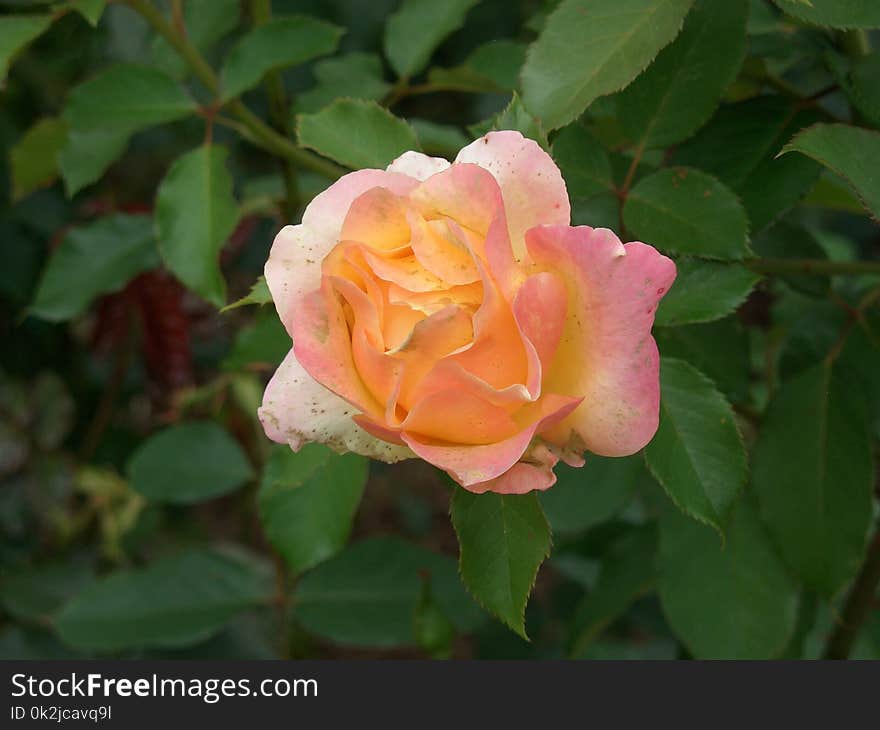 Rose, Flower, Rose Family, Floribunda