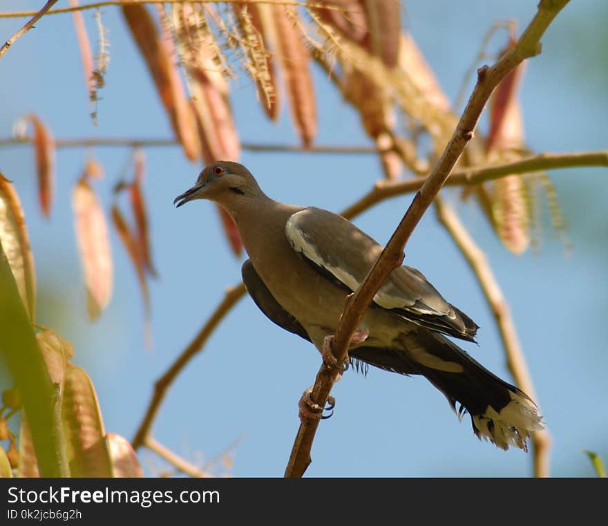 Bird, Fauna, Beak, Wildlife