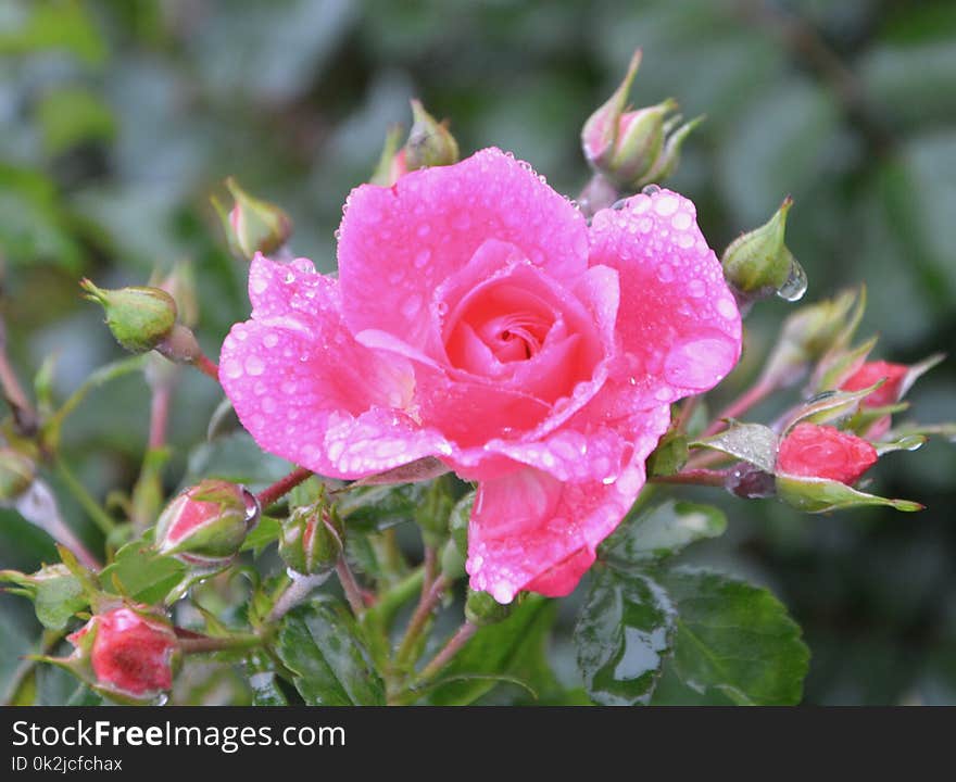 Rose Family, Flower, Floribunda, Rose