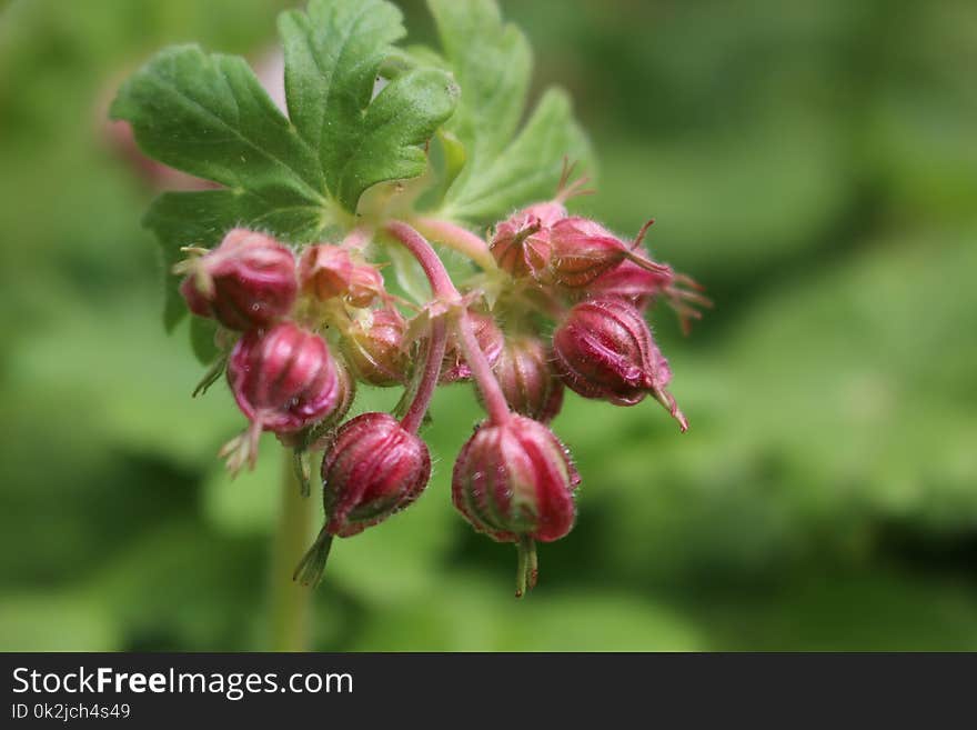 Plant, Flora, Flower, Subshrub