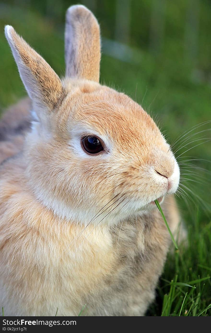 Fauna, Rabbit, Mammal, Whiskers