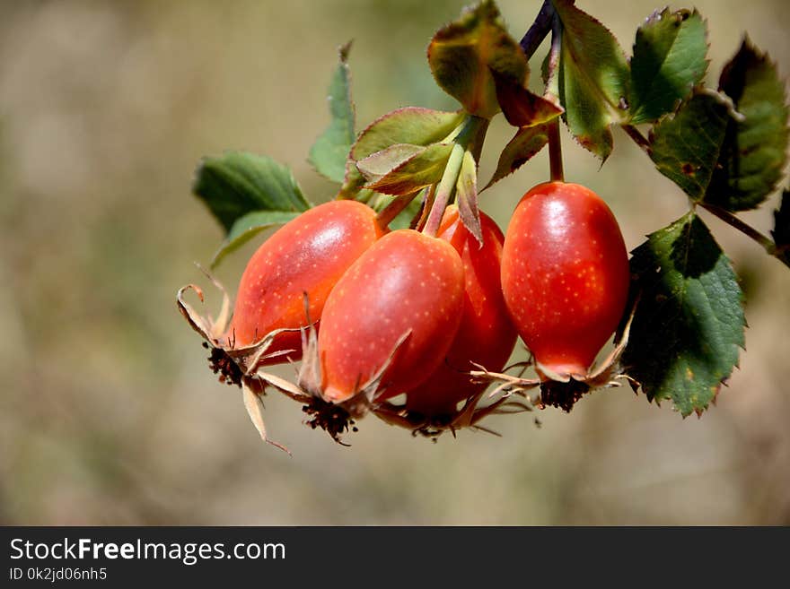 Rose Hip, Fruit, Flora, Berry