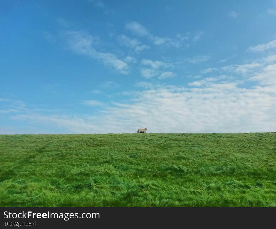 Grassland, Sky, Ecosystem, Prairie