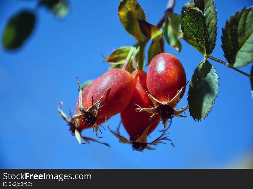 Rose Hip, Sky, Leaf, Fruit