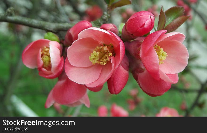 Pink, Flower, Blossom, Plant