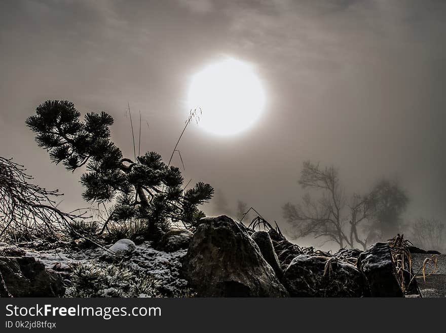 Sky, Tree, Woody Plant, Atmosphere