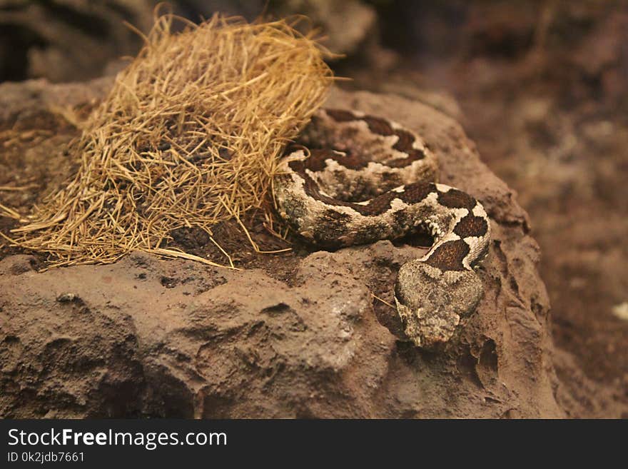 Fauna, Soil, Organism, Rattlesnake