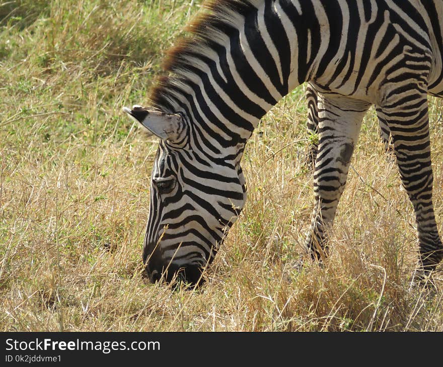 Wildlife, Terrestrial Animal, Zebra, Fauna