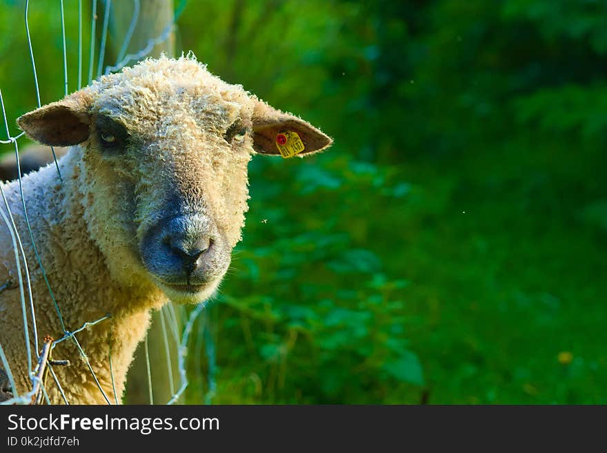 Sheep, Grass, Grazing, Cow Goat Family