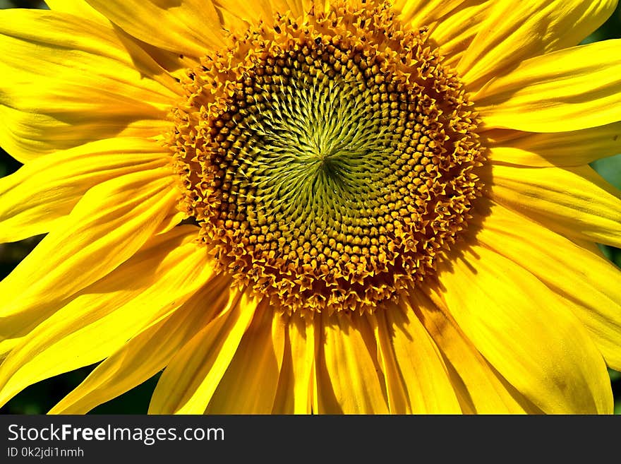 Flower, Sunflower, Yellow, Sunflower Seed