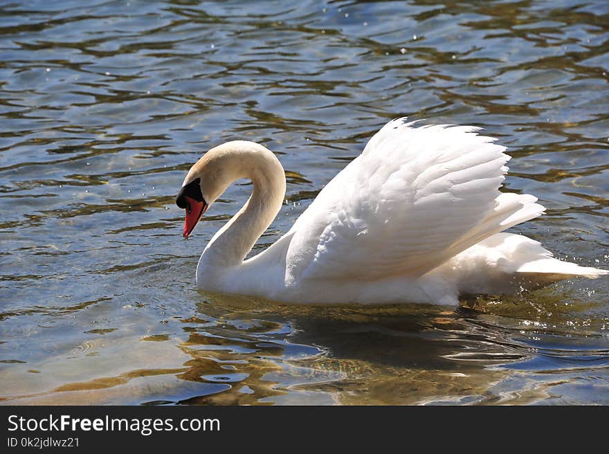 Swan, Bird, Water Bird, Ducks Geese And Swans