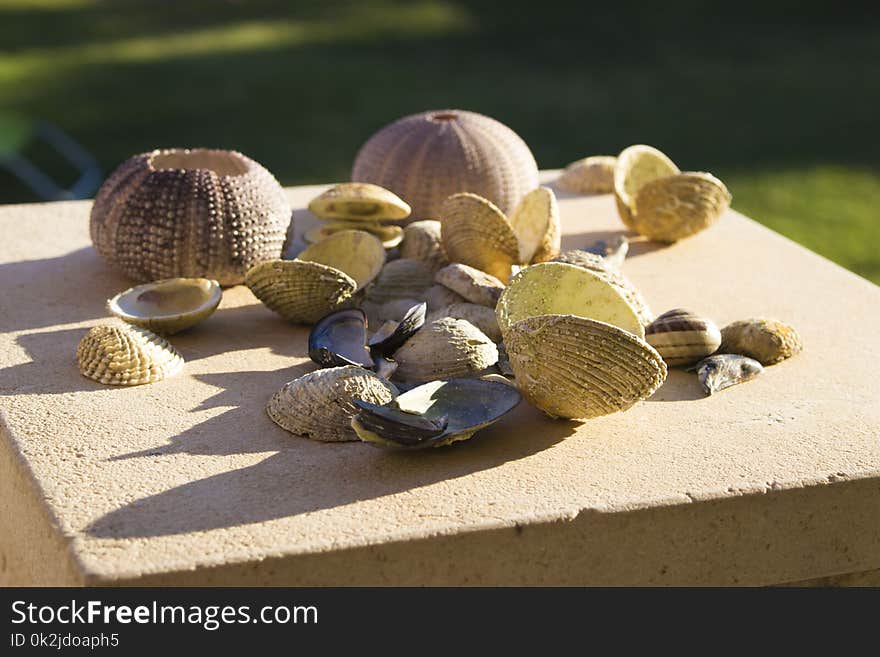 Clam, Cockle, Clams Oysters Mussels And Scallops, Seashell