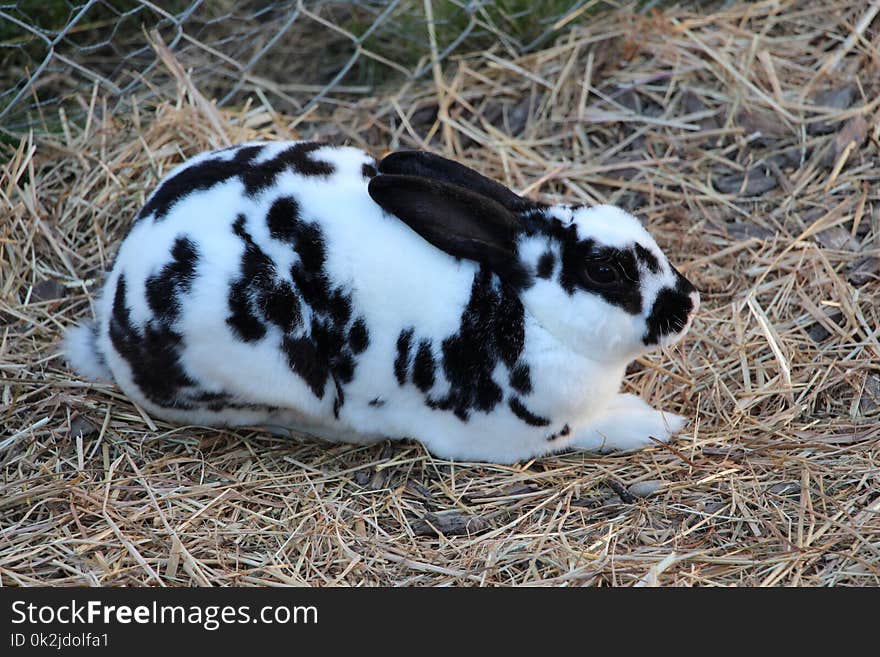 Domestic Rabbit, Rabbit, Fauna, Rabits And Hares