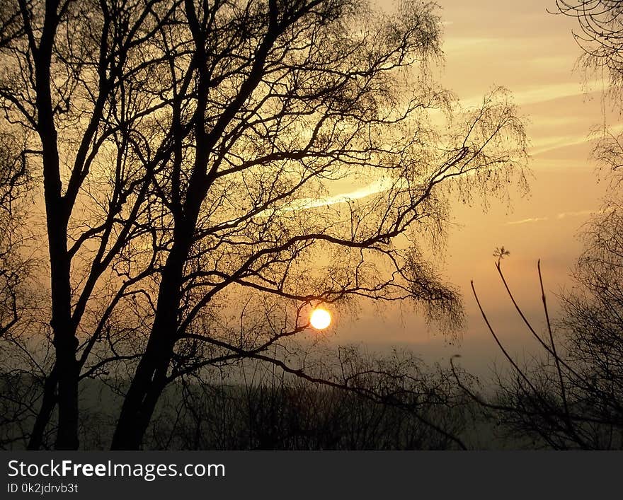 Sky, Branch, Nature, Tree