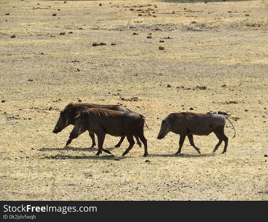 Wildlife, Wildebeest, Ecosystem, Fauna