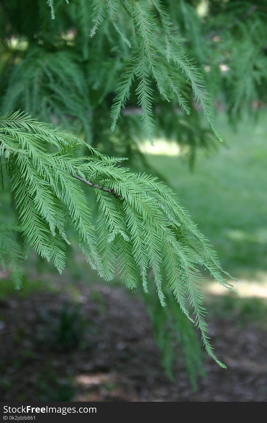 Vegetation, Leaf, Tree, Ferns And Horsetails