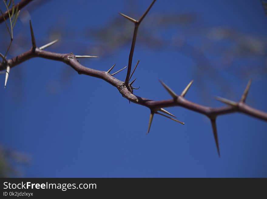 Branch, Sky, Twig, Thorns Spines And Prickles