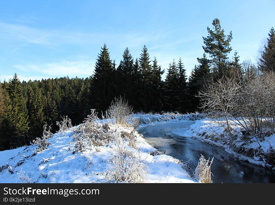 Winter, Snow, Wilderness, Tree