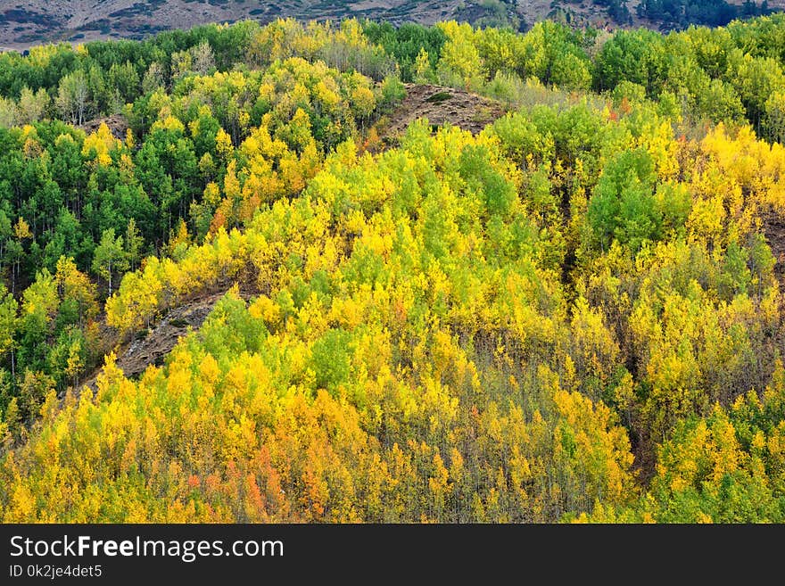 Ecosystem, Temperate Broadleaf And Mixed Forest, Vegetation, Wilderness