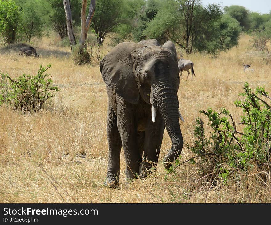 Elephant, Elephants And Mammoths, Wildlife, Terrestrial Animal