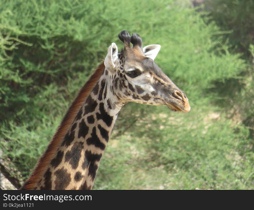 Terrestrial Animal, Giraffe, Wildlife, Fauna