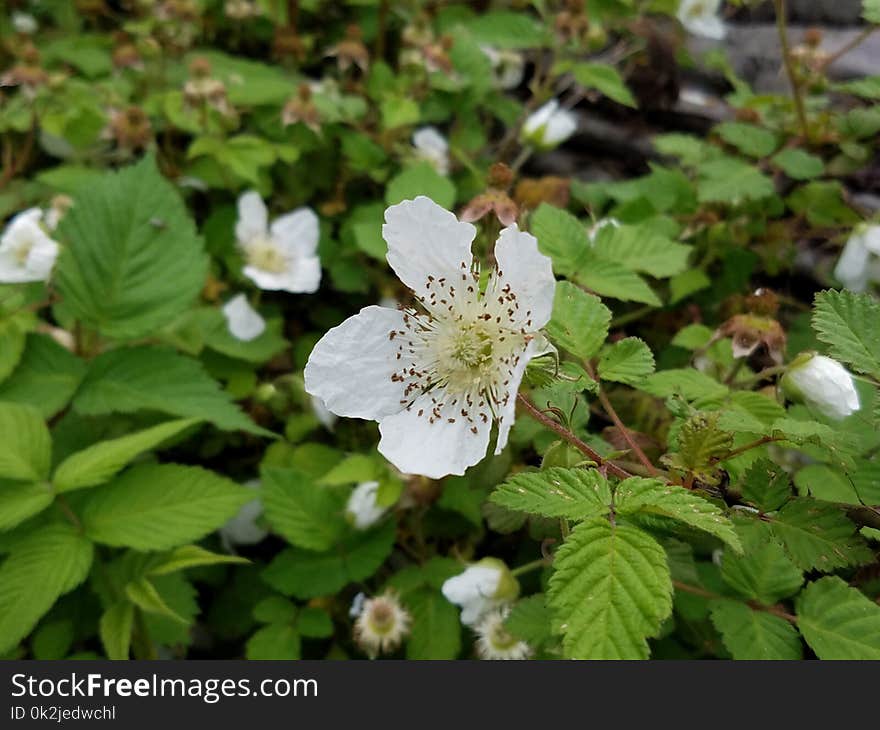 Plant, Flower, West Indian Raspberry, Flora