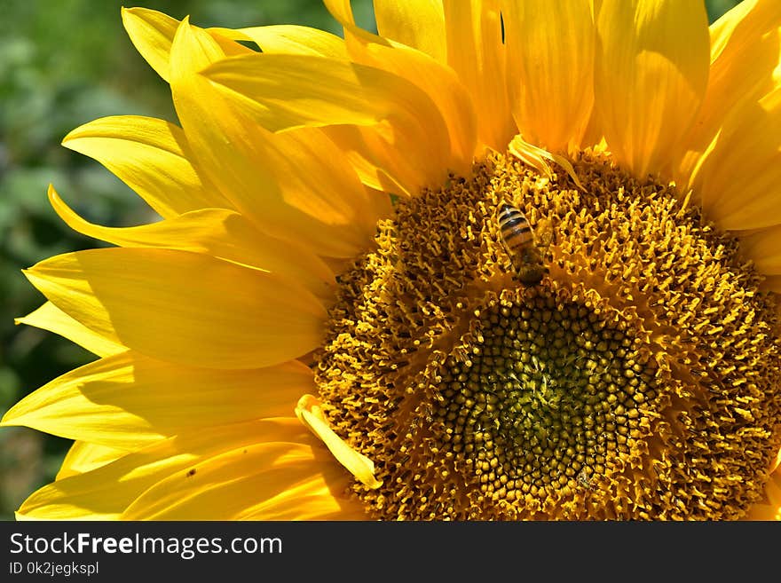 Flower, Sunflower, Yellow, Sunflower Seed